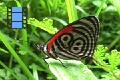 Scene 131_Diaethria marchalii on leaf